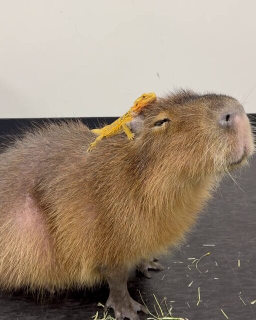 like jennie capybara 3