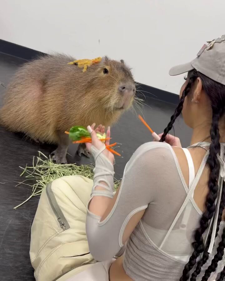 like jennie capybara 8