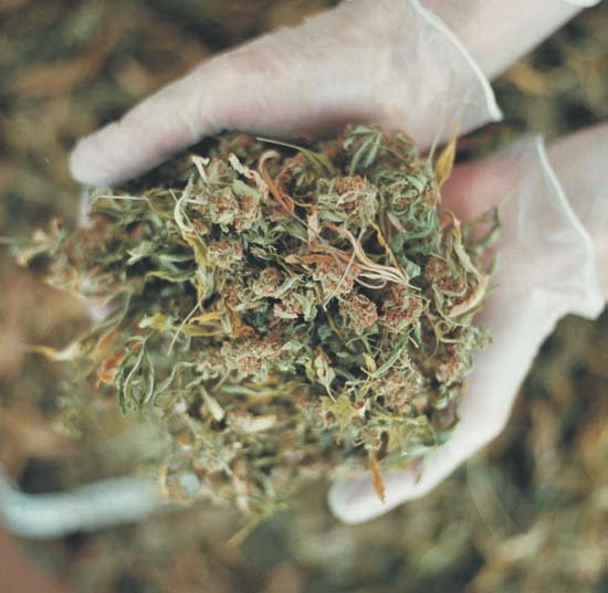 Dried-cannabis-ready-for-processing-photograph-courtesy-of-GW-Pharmaceuticals