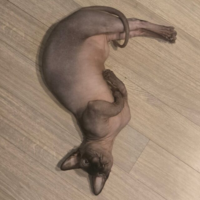 imageye___-_imgi_4_634319695_18080899733617597_5498837976843594120_n